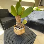 Ancora Del Salento *