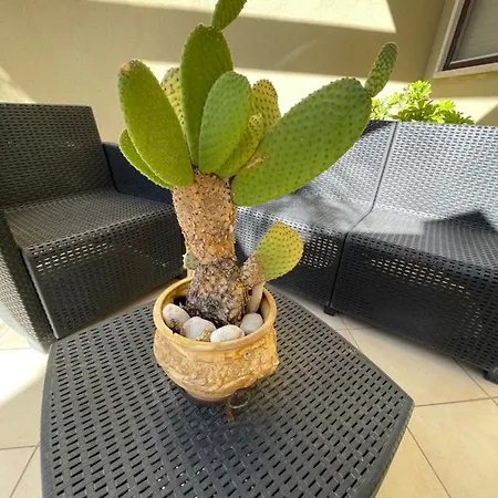 Ancora Del Salento *