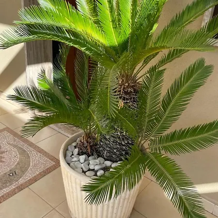 Ancora Del Salento *